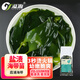 溢源海帶苗鹽漬海帶嫩芽有機海藻菜新鮮非干貨涼拌食材商用霞浦特產(chǎn) 小苗（5斤裝*1包）