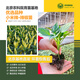 京農(nóng)研農(nóng)科院蔬菜苗水果番茄苗辣椒苗甘藍(lán)圓茄黃瓜草莓秧苗壯苗菜種籽孑 小米辣苗 6棵