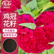 壽禾 雞冠花種子種苗室內外種植花卉種籽 頭狀球冠雞冠花種子約1000粒