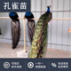 醇粹孔雀苗活孔雀公母一對孔雀幼活苗大型觀賞寵物活鳥開屏吉祥鳥 孔雀苗一對（1個(gè)月）
