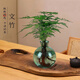 愛你一萬年禪意水培發(fā)財樹辦公室內(nèi)盆栽花卉植物四季好養(yǎng)招財富貴荷花竹 文竹—中式煙綠瓶+營養(yǎng)液