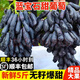 芬嵐【順豐隔日達(dá)】新鮮手指葡萄正宗藍(lán)寶石美人無籽黑河北葡萄 凈重5斤+防震葡萄袋 老農(nóng)精選-順豐配送上門
