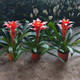 沁茗毓鴻運當頭盆栽小紅星帶花卉室內客廳植物辦公室大紅花鳳梨綠植好養 鴻運當頭（3棵）高50厘米左右