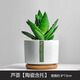 綠蔭巷子多肉植物組合套餐肉肉室內(nèi)植物辦公室電腦桌面盆栽好養(yǎng)活小盆栽 【蘆薈】耐干 含瓷盆+托