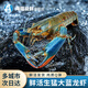 海蘊極鮮【活鮮】鮮活小龍蝦 新鮮淡水大號澳洲藍龍蝦青龍蝦燒烤 1500g（18-24只）大號