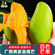 南步廣西青皮金煌芒 9斤百色田陽(yáng)甜心芒果水仙青黃皮芒果新鮮水果整箱 金煌芒 9斤 大果【單果8兩+】