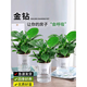 綠有意金鉆盆栽植物水培綠植花卉多肉辦公室內去吸除甲醛鉑金鉆綠公主 3盆金鉆【早安吸水盆+肥】 含盆