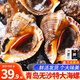 鮮漁翁【活鮮】青島大海螺鮮活發(fā)貨 3斤特大號海鮮生鮮貝類 年貨節(jié) 大海螺9-12只3斤