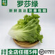 千牛優(yōu)福羅莎綠250g-500g 花葉生菜花邊新鮮蔬菜沙拉食材漢堡煎餅生菜 500g