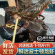 沃鮮客（woxianke） 【順豐空運】波士頓大龍蝦鮮活1-15斤1只超特大龍蝦水產(chǎn)海鮮波龍 活凍波龍蝦1.5-1.7斤1只