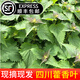 辰實(shí)四川新鮮藿香葉【順豐】魚香葉木香子香菜小茴香 1斤