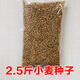 昂啟 麥苗種 小麥苗種子小麥草種子 無土栽培麥芽糖芽苗菜大麥種子 2.5斤小麥種子