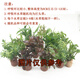 AIPHAROW定植水草 過濾材料小魚缸造景裝飾活體水草植物套餐無需水草泥 隨機定植5個 有莖類打頭草