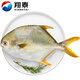 翔泰 海南大規(guī)格金鯧魚550g1條 海魚 生鮮魚類 火鍋 海鮮水產(chǎn)