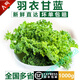 鹿凌青【順豐上門】羽衣甘藍(lán)kale新鮮蔬菜嫩葉健身榨汁蔬菜 2斤裝