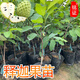 廣西嫁接鳳梨釋迦果樹(shù)苗番荔枝蜜佛頭果佛陀南方種植盆栽當年結果 嫁接釋迦果60厘米高1棵 帶土帶葉