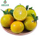 廣西皇帝柑一級(jí)現(xiàn)摘高端節(jié)日禮盒現(xiàn)發(fā)新鮮水果橘子當(dāng)季孕婦水果整箱大果 精選3斤嘗鮮裝