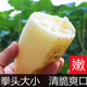 格沃斯（GEWOSI）新鮮蓮藕湖北農家自種應季現挖九孔蓮藕清炒涼拌脆藕段 3斤脆藕新鮮無(wú)漂白