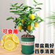 臨雅香水檸檬樹(shù)盆栽可食用綠植老樁苗花卉植物室內花陽(yáng)臺好養源頭直發(fā)