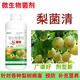 梨樹銹病專用梨菌清微生物菌劑炭疽葉斑梨銹爛果灰斑黃葉褐斑根腐 梨菌清500g
