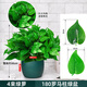 雙盟仿真綠蘿葉盆栽假花人造綠植室內假植物裝飾塑料花卉桌面羅馬墨綠