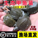 小甲魚幼苗活體外塘生態(tài)養(yǎng)殖水魚苗王八團(tuán)魚苗龍魚中華鱉魚甲魚苗批發(fā) 甲魚苗3-5克5只【包活到家】
