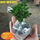 唐山矮生云竹文竹云松竹辦公室內(nèi)好養(yǎng)綠植桌面長青小盆栽四季常綠 正宗矮云竹. 1盆【原土包著發(fā)貨