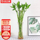 沭之美開運竹水培植物綠植花卉 開運竹高約50cm10支不含瓶 源頭直發(fā)