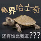 富龜龜寶地圖龜活體招財(cái)龜觀賞龜外塘深水龜小烏龜寵物烏龜活物 4-5厘米地圖龜 2只情侶龜+龜糧