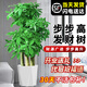 臨雅步步高發(fā)財樹(shù)三桿原生客廳大盆栽大型綠植喬遷新居辦公室開(kāi)業(yè)送禮 三桿步步高1.3-1.4米+鉆石盆