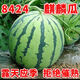 格沃斯（GEWOSI）超甜新鮮正宗冰糖麒麟西瓜甘甜多汁當(dāng)季皮薄8424產(chǎn)地現(xiàn)摘 精品頭茬麒麟西瓜【一個(gè)裝保熟超 冰糖麒麟【5-6斤】皮薄多汁