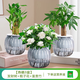 綠有意綠蘿籮發(fā)財(cái)樹綠植盆栽花卉室內(nèi)吸除甲醛桌面水培懶人植物四季好養(yǎng) 熱銷3盆】發(fā)財(cái)樹+梔子花+富貴竹