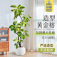 臨雅黃金榕客廳綠植花葉橡皮樹室內(nèi)大型大盆栽富貴榕辦公室落地式植物 【造型】黃金榕1.5-1.6米+圓球盆
