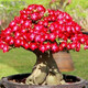 桐汝壁沙漠玫瑰盆栽老樁四季開(kāi)花重瓣綠植室內客廳花卉耐干好養多肉植物 紅寶石5年老樁 當季開(kāi)花 不含盆