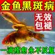 YEE金魚(yú)黑斑病錦鯉治療爛身尾鰭專(zhuān)用藥孔雀斗魚(yú)缸上長(cháng)白點(diǎn)綜合康復劑 235ml 1瓶 【凈水抗病】
