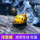 AIPHAROW觀(guān)賞螺活體淡水蘋(píng)果螺除藻螺洋蔥螺斑馬螺紫紋羊角螺工具螺金剛螺 洋蔥螺2只
