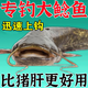 谷蜀香專(zhuān)攻鯰魚(yú)餌料小藥窩料飼料黑坑釣土巨鯰胡子魚(yú)塘鲺生仔鉤籠鯰魚(yú)瘋 兩瓶裝（200ml）