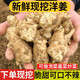 良知農(nóng)哥新鮮野洋姜 鬼子姜菊芋甜姜生洋姜 健康輕食 5斤大果丨早期疙瘩多