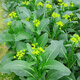 四季甜菜心種子春夏秋冬季廣東四九菜心青菜種籽盆栽蔬菜種孑油青 甜菜心種子約2000粒*1包