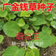 肉總管廣西廣金錢草種子大葉金錢草種籽落地金錢馬蹄香利濕凈化空氣 大葉廣金錢草200粒