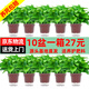 綠有意綠蘿盆栽除甲醛室內(nèi)好養(yǎng)花卉植物綠蘿批發(fā)辦公室新房裝修凈化空氣 110#原盆儲(chǔ)水盆10盆裝+4肥 帶盆帶土發(fā)貨