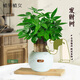 植男植女發(fā)財(cái)樹(shù)室內(nèi)桌面懶人三樁盆栽花卉鮮活好養(yǎng)護(hù)觀葉耐旱源頭直發(fā)
