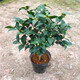亦運(yùn)林篆香妃烈香山茶花盆栽濃香型室內(nèi)陽臺(tái)庭院四季常青綠植花卉耐寒植物 4年高約50公分帶花苞