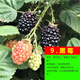 玩冒（WMO）樹(shù)莓樹(shù)苗特大雙季樹(shù)莓覆盆子苗黃紅樹(shù)莓苗南方北方盆栽地栽水果苗 黑莓 3年苗