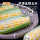 東升金銀甜玉米500g水果玉米 火鍋食材甜粟米早餐粗糧蔬菜新鮮配送 500g