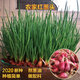 干蔥頭香蔥頭紅頭蔥籽老火蔥頭種子四季小香蔥種陽臺種菜蔬菜種苗 蔥頭兩斤裝.