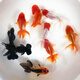 AIPHAROW金魚活體觀賞魚活體小金魚冷水魚金魚苗活體淡水國粹金魚寵物魚 3-5CM金魚隨機5條