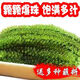 新鮮海葡萄即食長(cháng)壽菜海帶裙帶菜海藻菜海白菜綠色魚(yú)子醬100g 海葡萄100g*3包【贈蘸料】