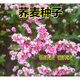 花鄉鄰里蕎麥種子四季易播食用甜黑苦蕎麥種籽蜜源植物芽苗菜種甜蕎麥種孑 甜蕎麥種子(一斤)