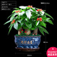 幼薇發(fā)財樹盆栽樹樁招財室內大型綠植開業(yè)送禮前臺大號金錢樹四季常青 三棵發(fā)財樹+湛藍招財進盆瓷盆 帶盆栽好